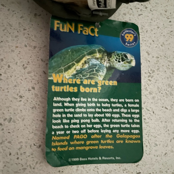 Pago Green Turtle - Picture 4 of 4